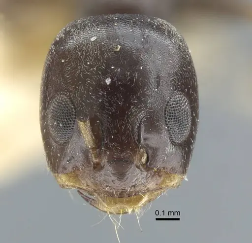 Dorymyrmex confusus - CASENT0917125