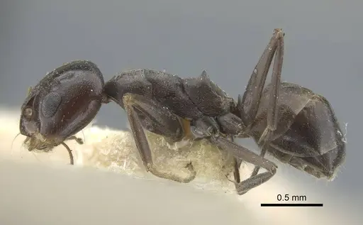 Dorymyrmex confusus - CASENT0917125