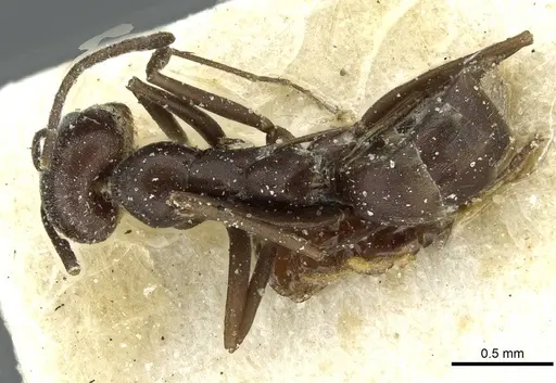 Dorymyrmex coniculus specimen