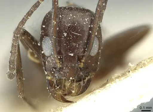 Dorymyrmex coniculus specimen