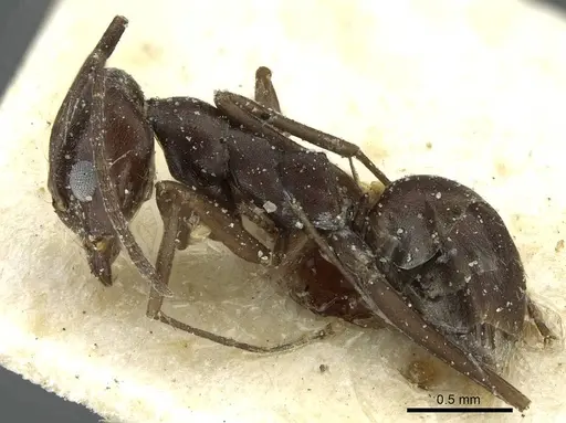 Dorymyrmex coniculus specimen