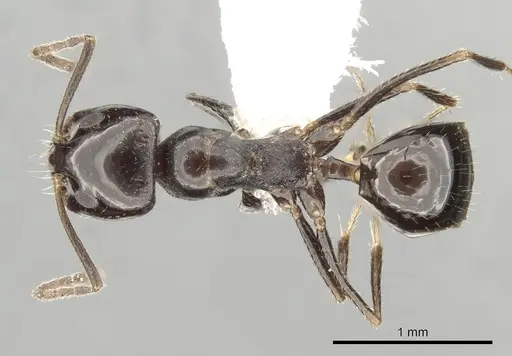 Dorymyrmex ebeninus specimen