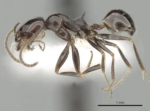 Dorymyrmex ebeninus specimen