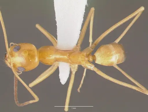 Dorymyrmex elegans specimen