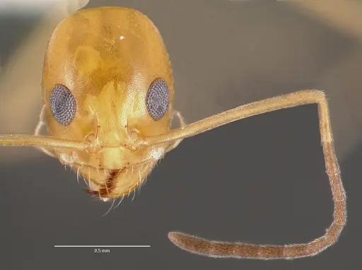 Dorymyrmex elegans specimen