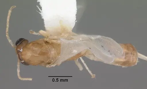 Dorymyrmex elegans - CASENT0103869