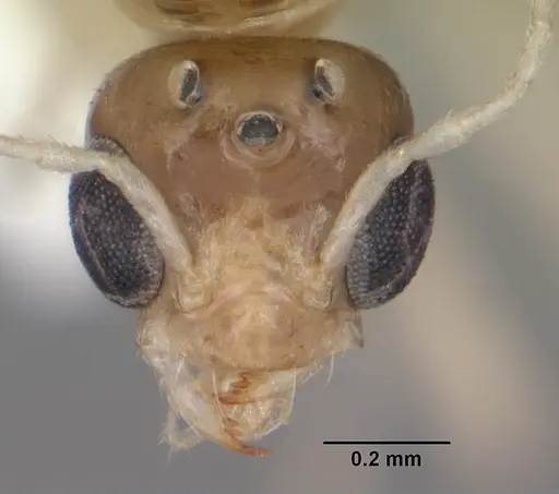 Dorymyrmex elegans - CASENT0103869