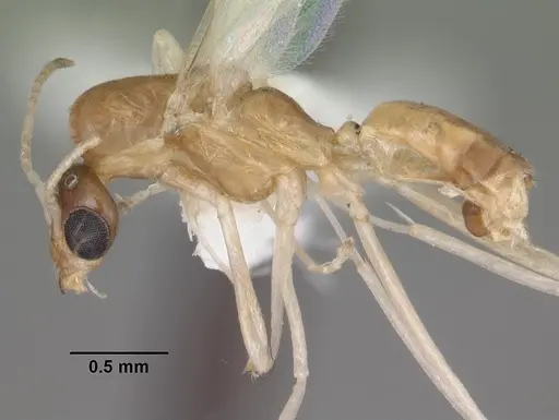 Dorymyrmex elegans - CASENT0103869