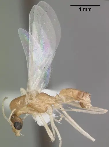 Dorymyrmex elegans - CASENT0103869