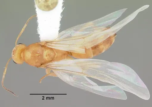 Dorymyrmex elegans - CASENT0103875