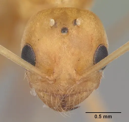 Dorymyrmex elegans - CASENT0103875