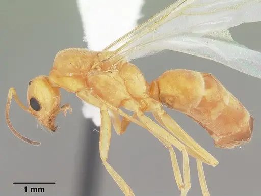 Dorymyrmex elegans - CASENT0103875