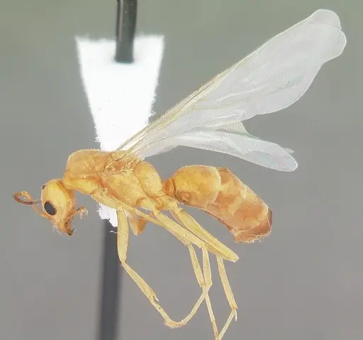 Dorymyrmex elegans - CASENT0103875