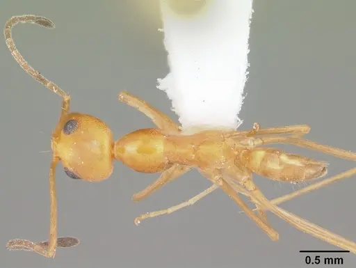 Dorymyrmex elegans - CASENT0103876