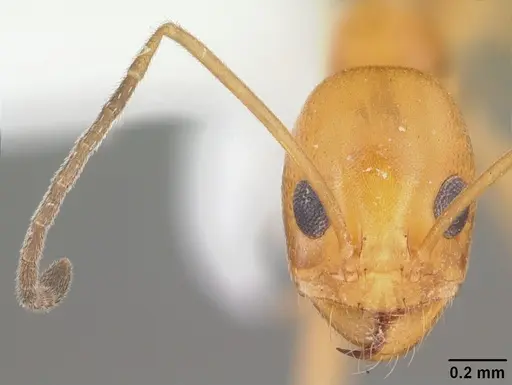Dorymyrmex elegans - CASENT0103876