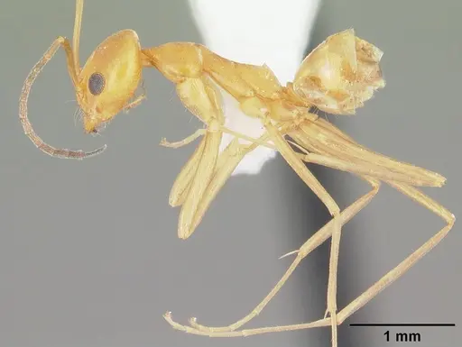 Dorymyrmex elegans - CASENT0103876