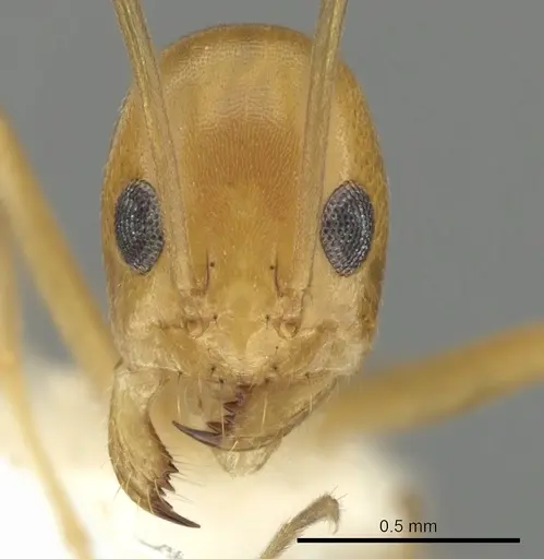 Dorymyrmex elegans - CASENT0249671