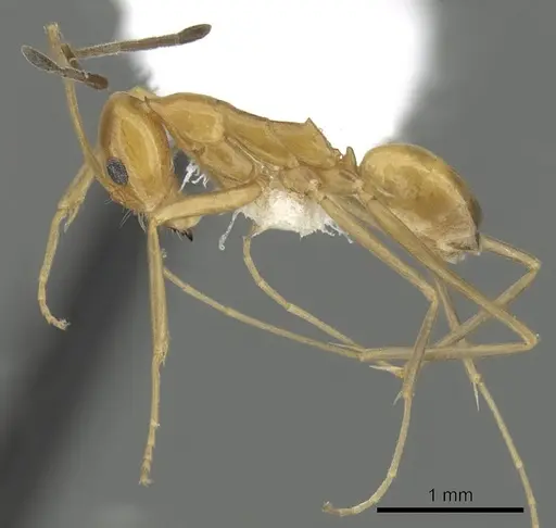 Dorymyrmex elegans - CASENT0249671