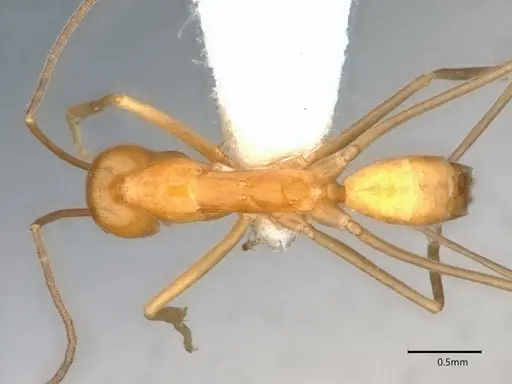 Dorymyrmex elegans - CASENT0841000