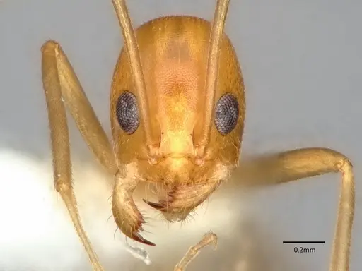 Dorymyrmex elegans - CASENT0841000