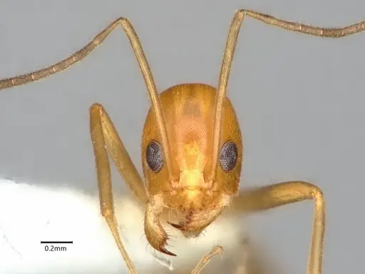 Dorymyrmex elegans - CASENT0841000