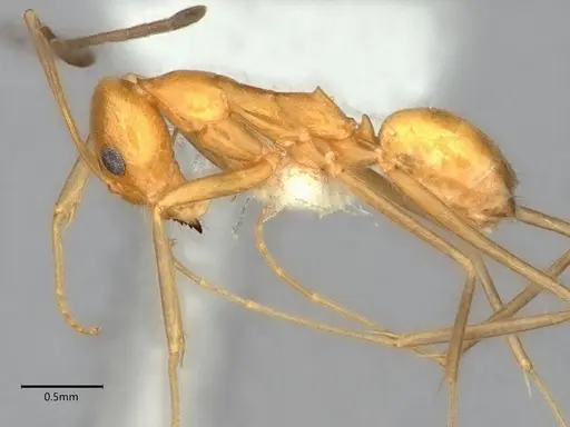 Dorymyrmex elegans - CASENT0841000