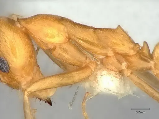 Dorymyrmex elegans - CASENT0841000