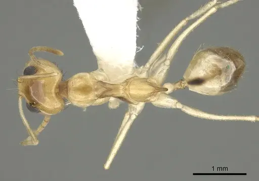 Dorymyrmex ensifer specimen