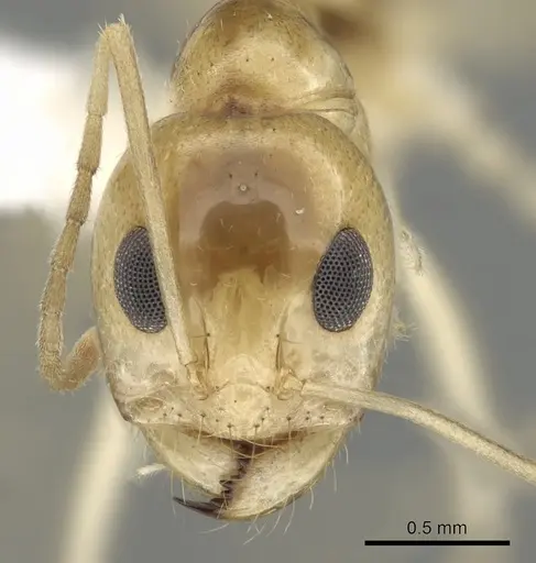 Dorymyrmex ensifer specimen
