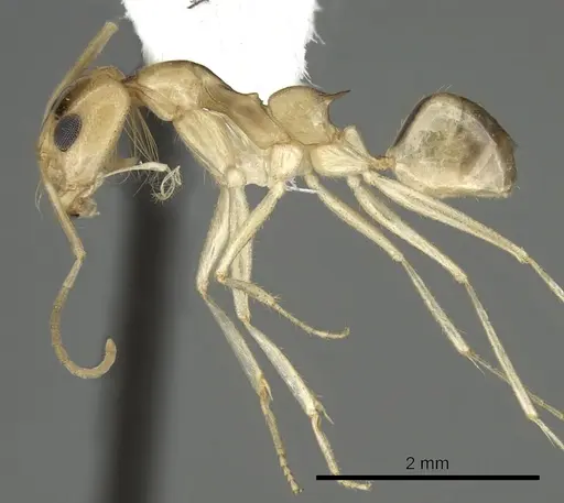 Dorymyrmex ensifer specimen