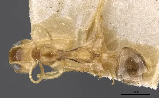 Dorymyrmex ensifer - CASENT0909727