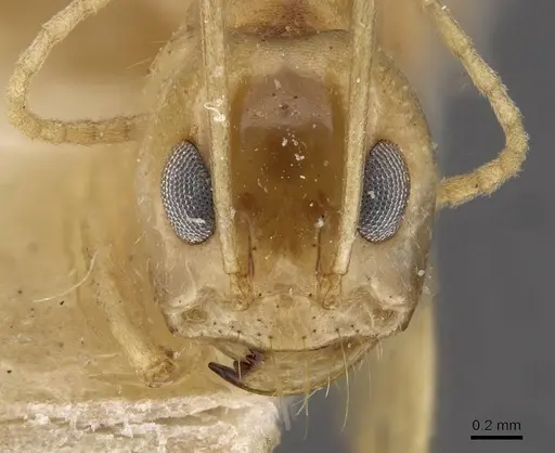 Dorymyrmex ensifer - CASENT0909727