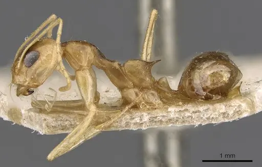 Dorymyrmex ensifer - CASENT0909727