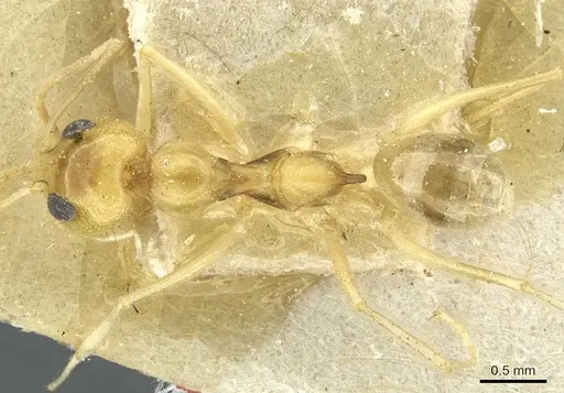 Dorymyrmex ensifer - CASENT0911538