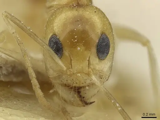 Dorymyrmex ensifer - CASENT0911538