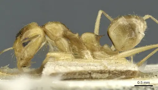 Dorymyrmex ensifer - CASENT0911538