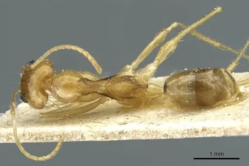 Dorymyrmex ensifer - CASENT0911539