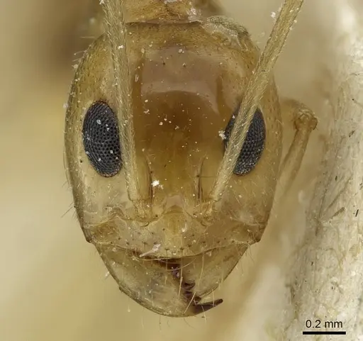 Dorymyrmex ensifer - CASENT0911539