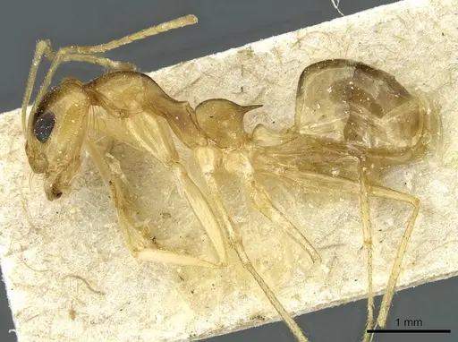 Dorymyrmex ensifer - CASENT0911539