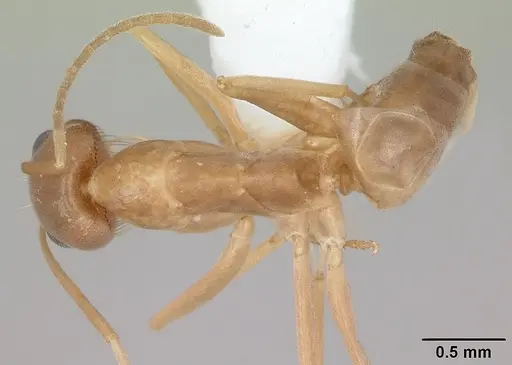 Dorymyrmex exsanguis specimen