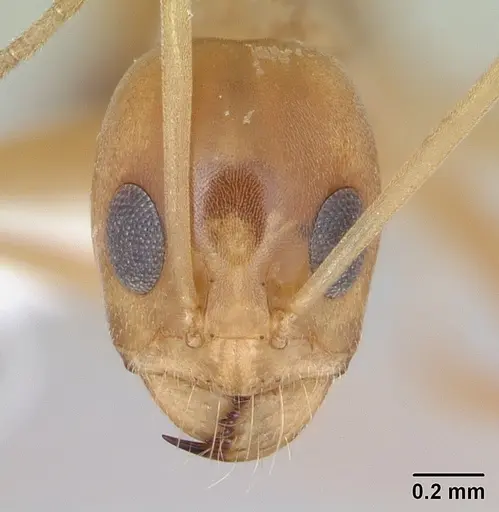 Dorymyrmex exsanguis specimen