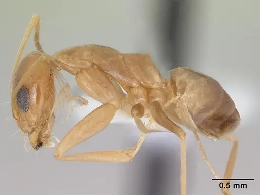 Dorymyrmex exsanguis specimen