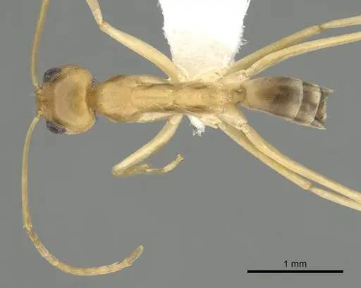 Dorymyrmex exsanguis - CASENT0249685