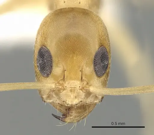 Dorymyrmex exsanguis - CASENT0249685