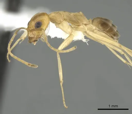 Dorymyrmex exsanguis - CASENT0249685