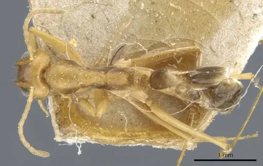 Dorymyrmex exsanguis - CASENT0905113