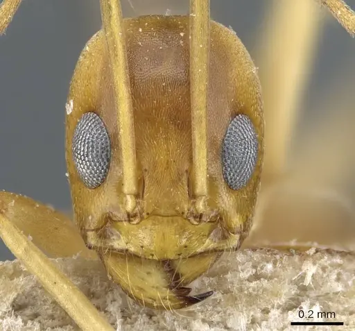 Dorymyrmex exsanguis - CASENT0905113