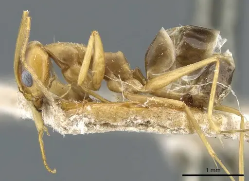 Dorymyrmex exsanguis - CASENT0905113