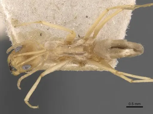 Dorymyrmex exsanguis - CASENT0907620