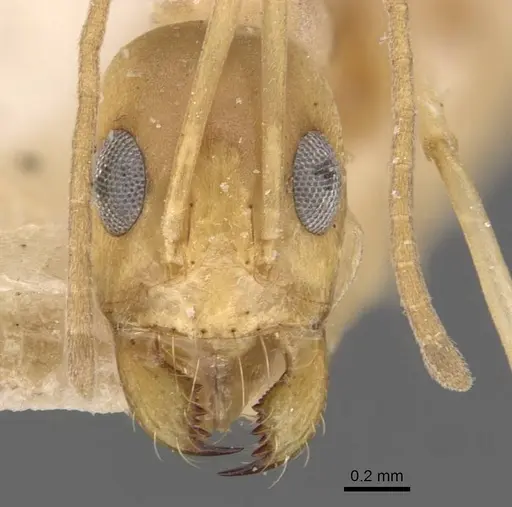 Dorymyrmex exsanguis - CASENT0907620